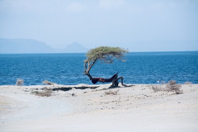 白天，干枯弯曲的金合欢树躺在靠近水体的沙滩上